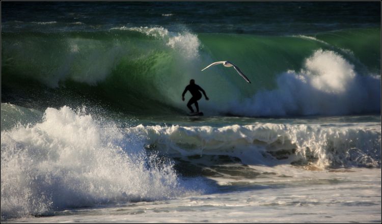 Fonds d'cran Nature Mers - Ocans - Plages Le surfeur et la mouette