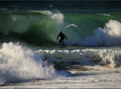  Nature Le surfeur et la mouette