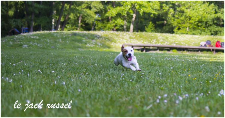 Fonds d'cran Animaux Chiens le jack russel