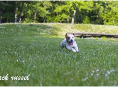  Animals le jack russel