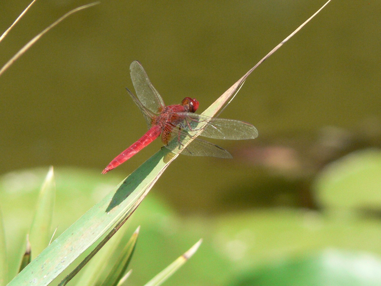 Fonds d'cran Animaux Insectes - Libellules Par  l'envol