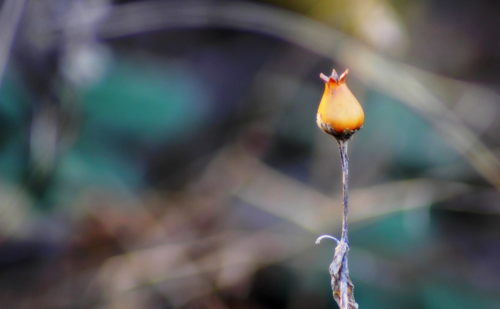 Wallpapers Nature Buds 