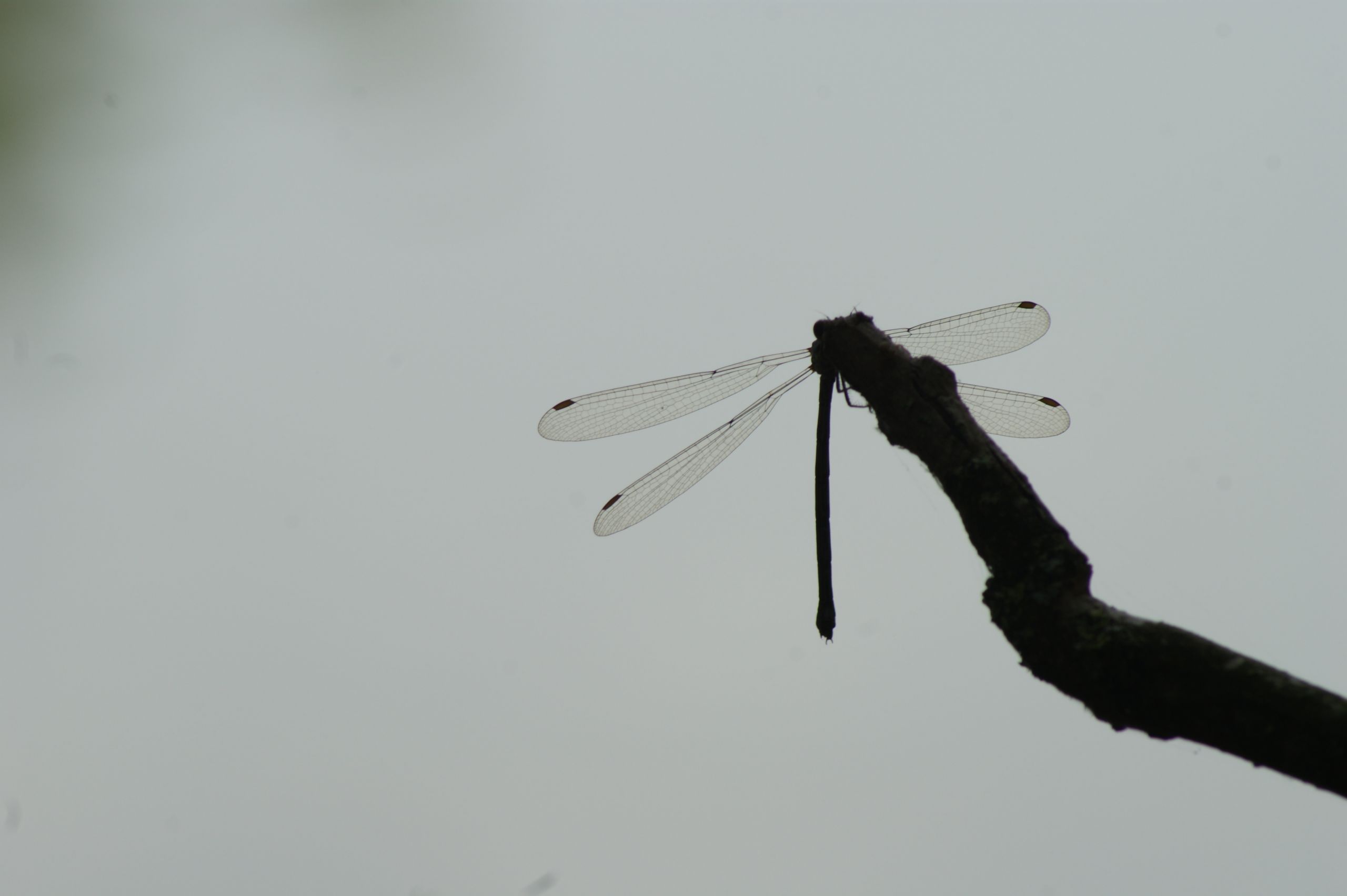 Fonds d'cran Animaux Insectes - Libellules libellule en contre jour