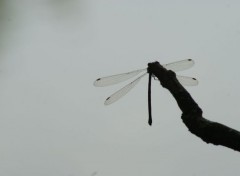  Animaux libellule en contre jour