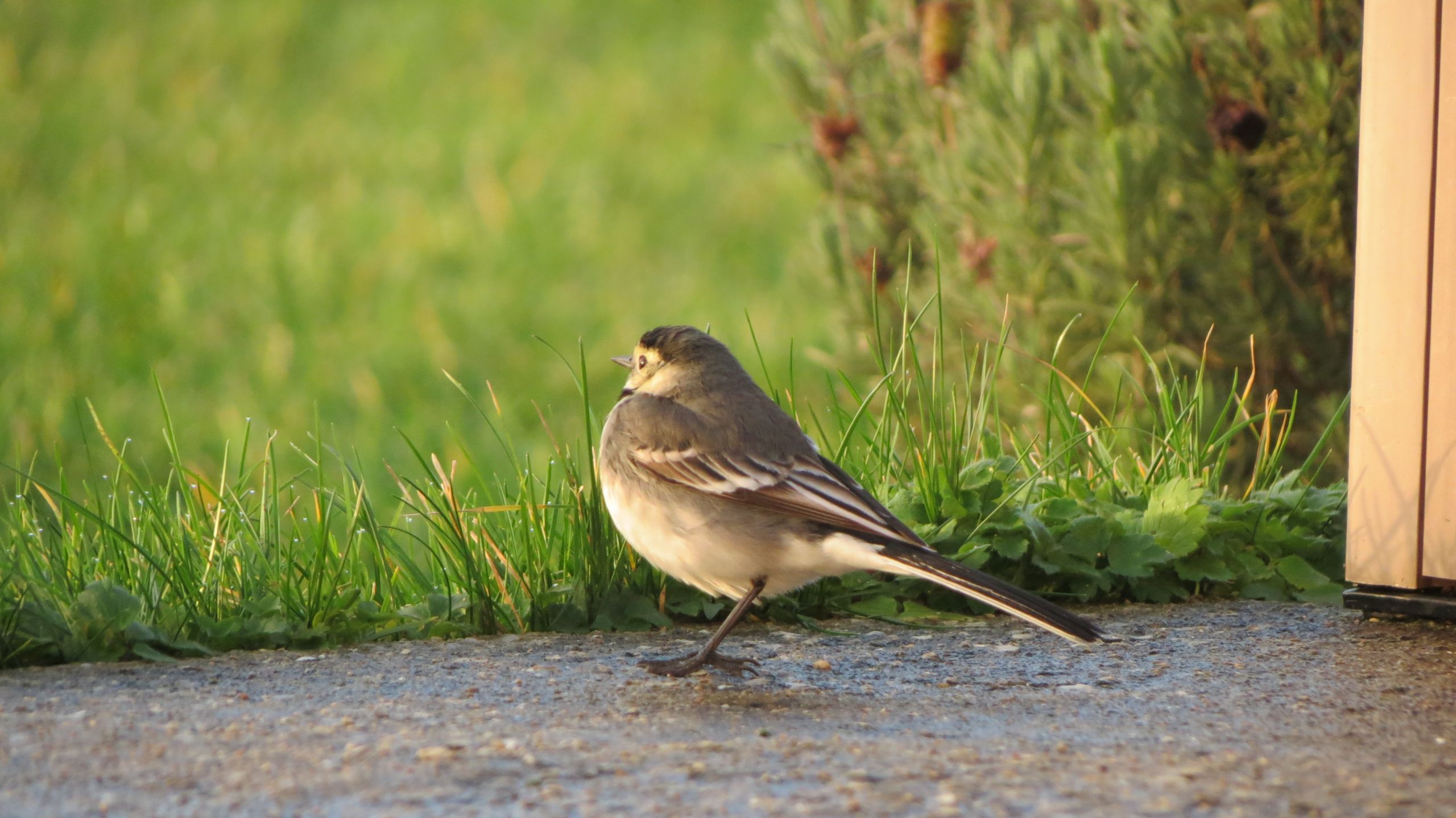 Wallpapers Animals Birds - Misc 