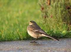  Animaux Image sans titre N367477