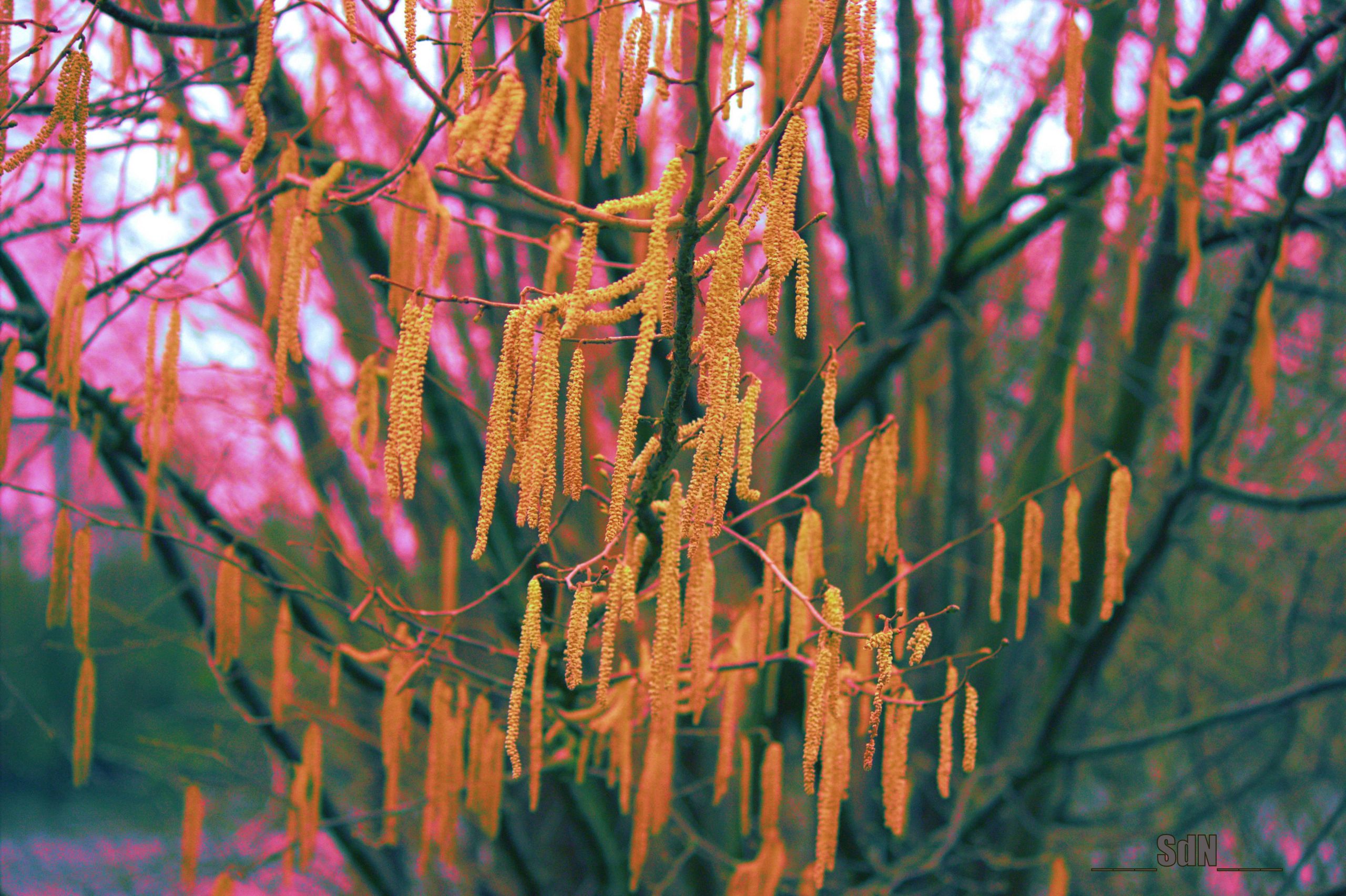 Fonds d'cran Nature Arbres - Forts arbres