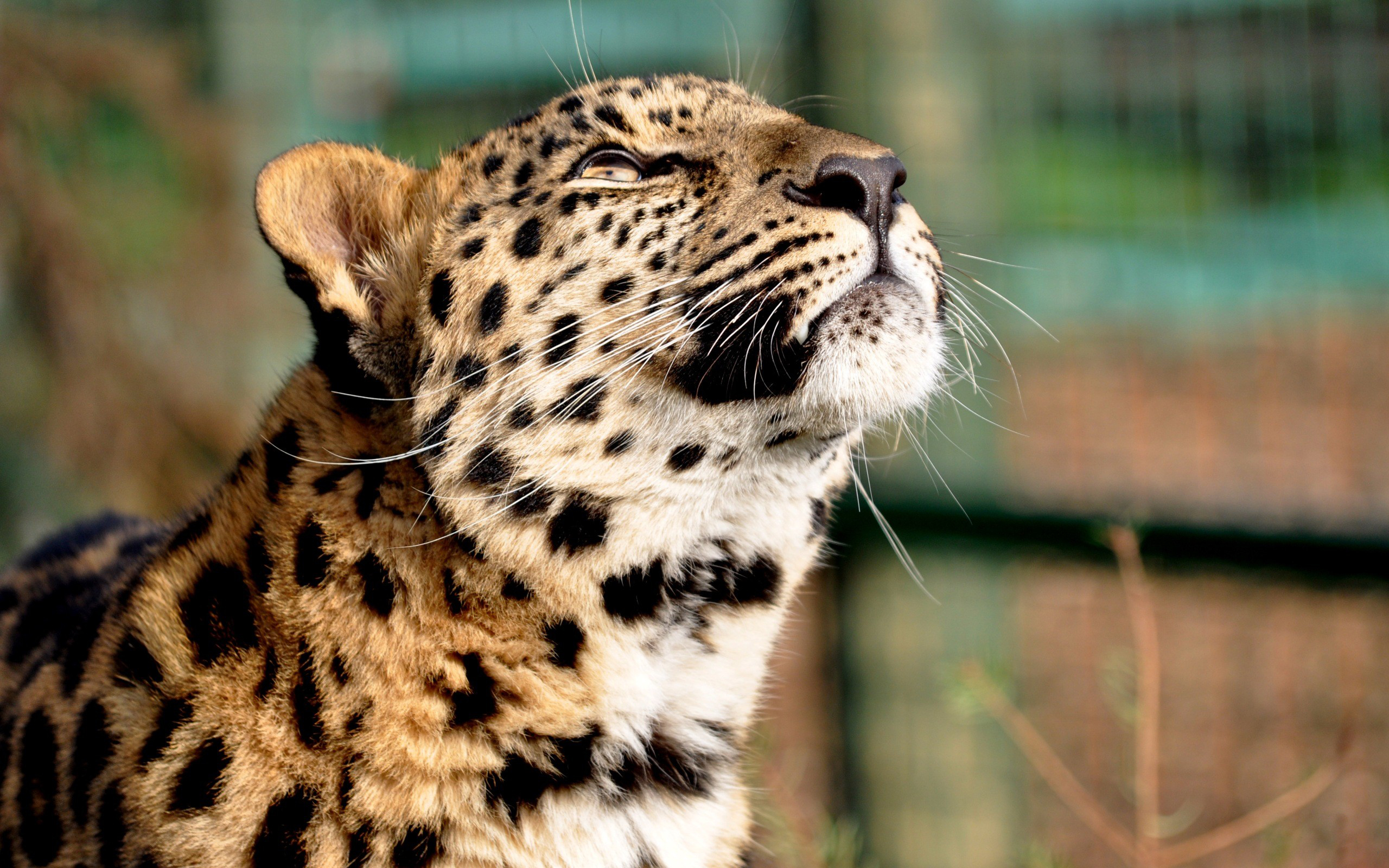 Fonds d'cran Animaux Flins - Lopards 