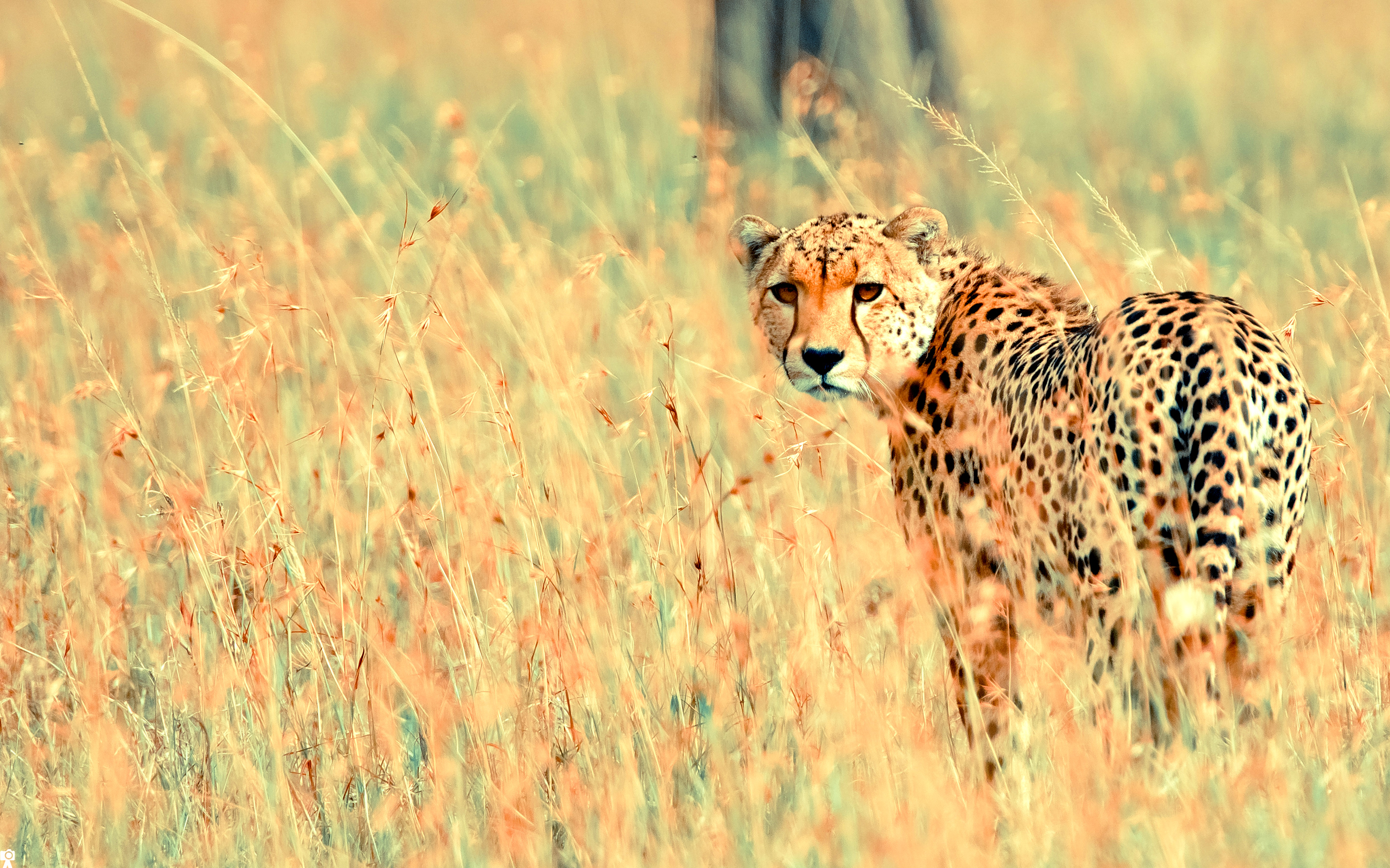 Wallpapers Animals Felines - Cheetahs 