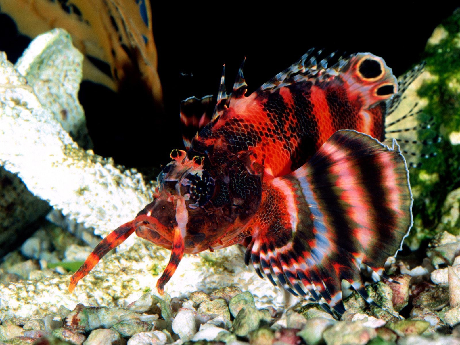 Fonds d'cran Animaux Vie marine - Poissons 