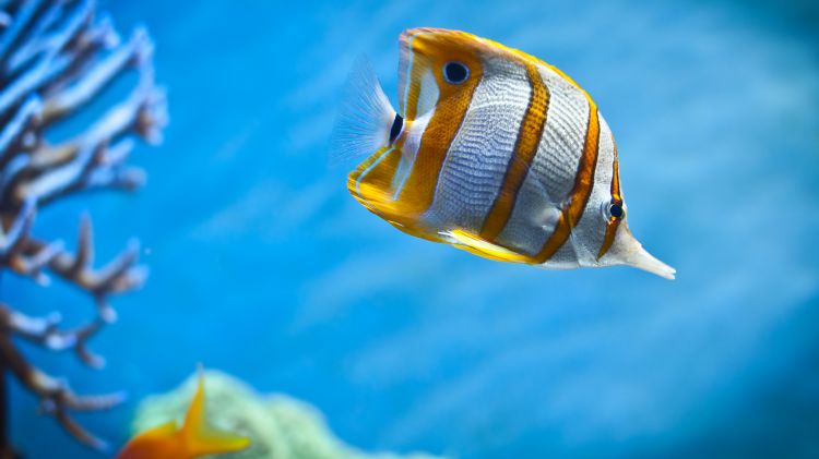 Wallpapers Animals Sealife - Fishes Wallpaper N367407