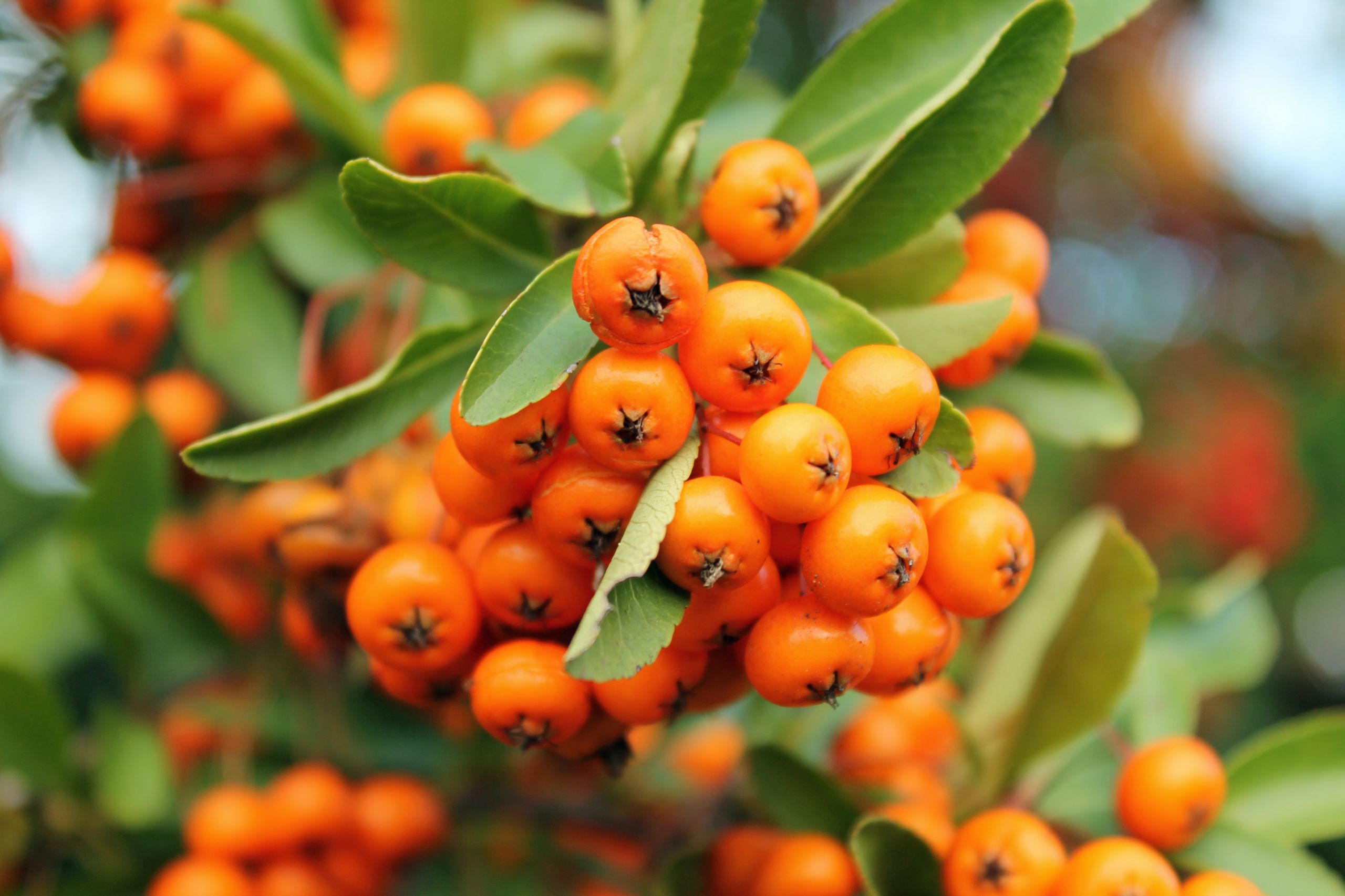 Fonds d'cran Nature Fruits 