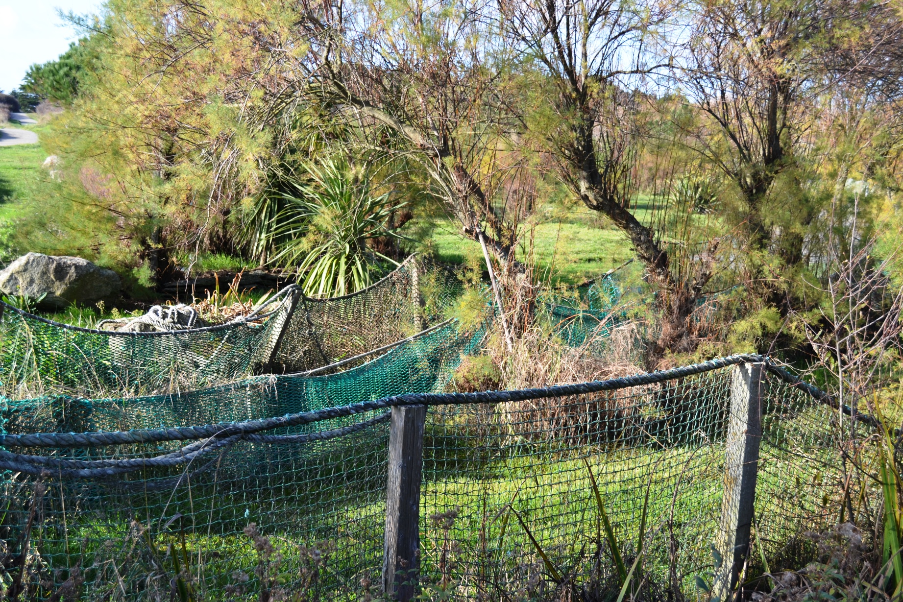 Fonds d'cran Nature Mers - Ocans - Plages Arbres pris au chalut