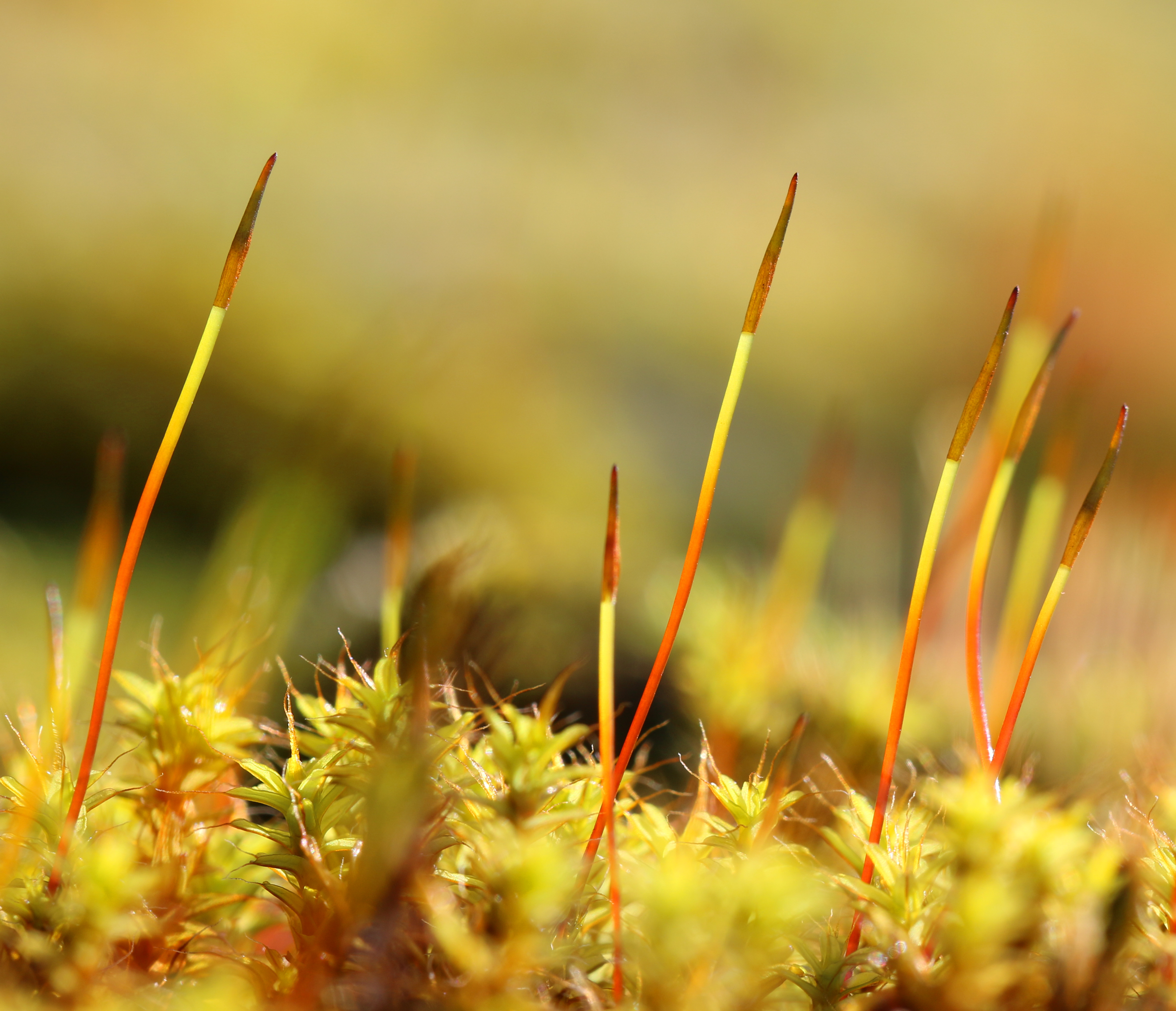 Wallpapers Nature Moss - Lichens 