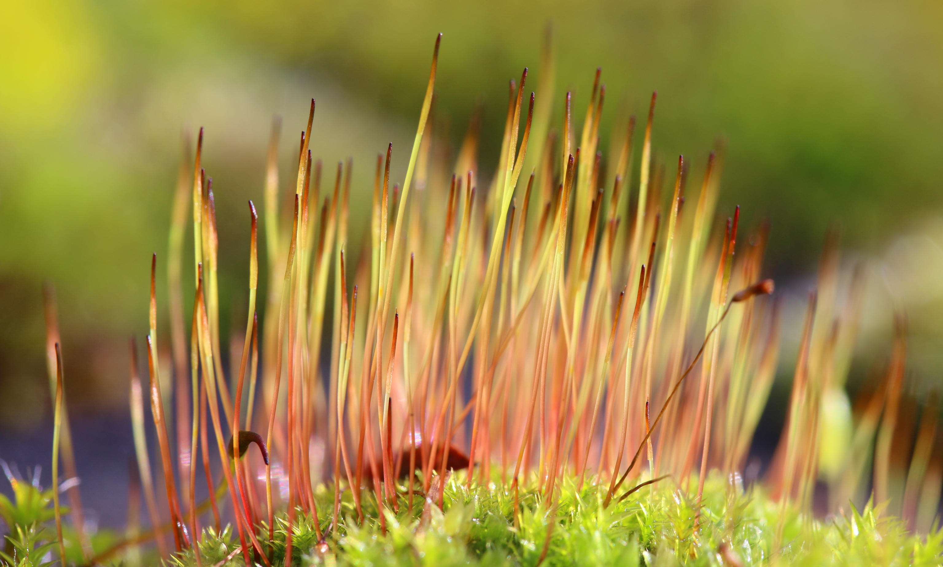 Fonds d'cran Nature Mousses - Lichens 