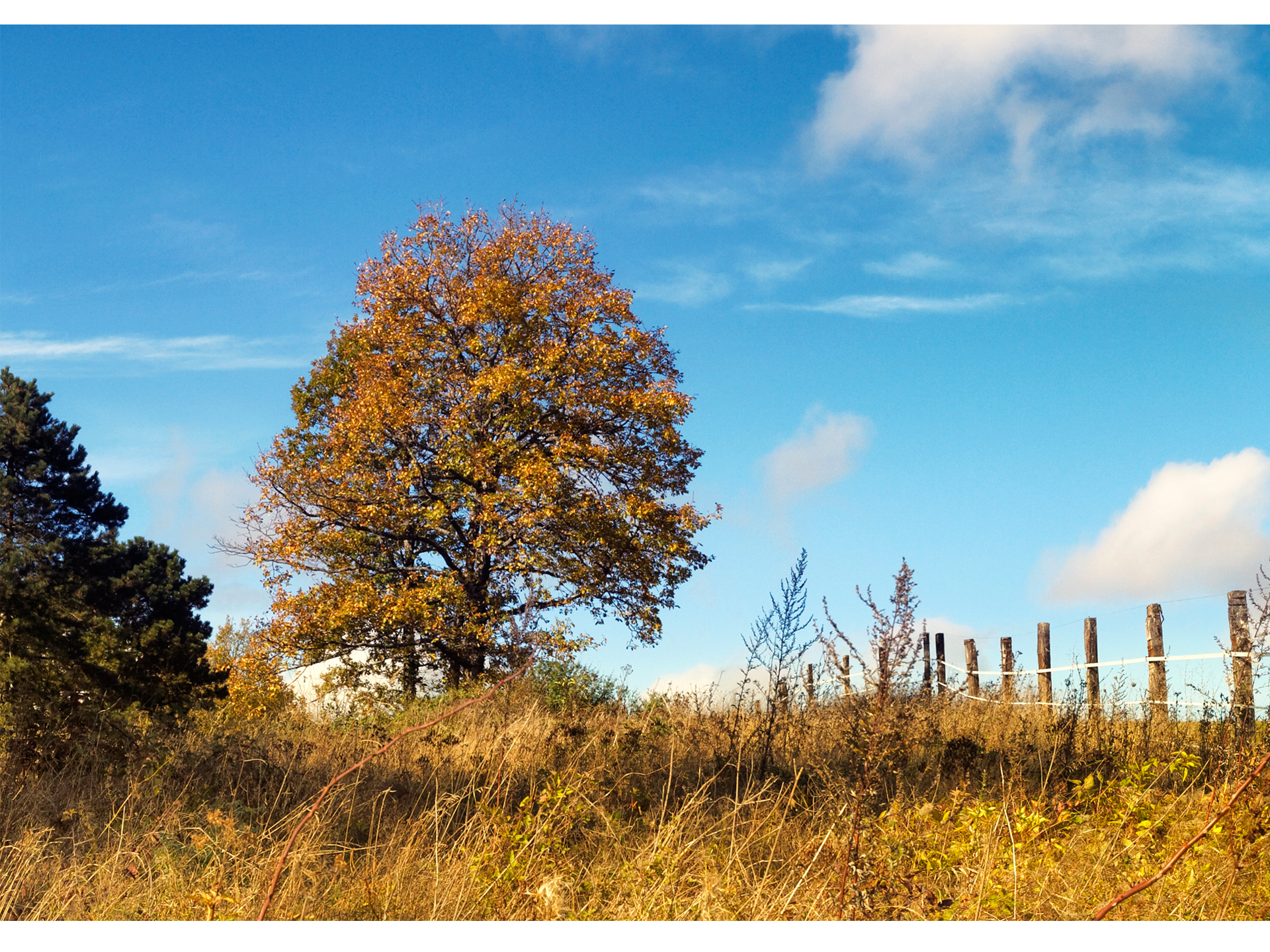 Wallpapers Digital Art Nature - Trees, plants mmoire d'automne