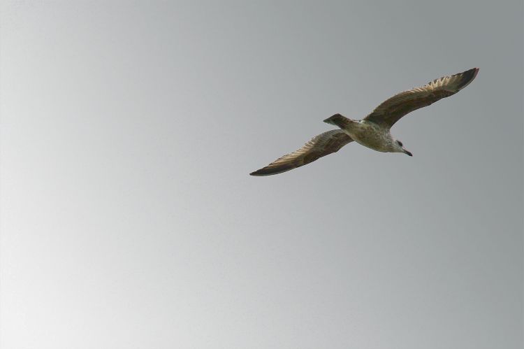 Wallpapers Animals Birds - Gulls Goeland