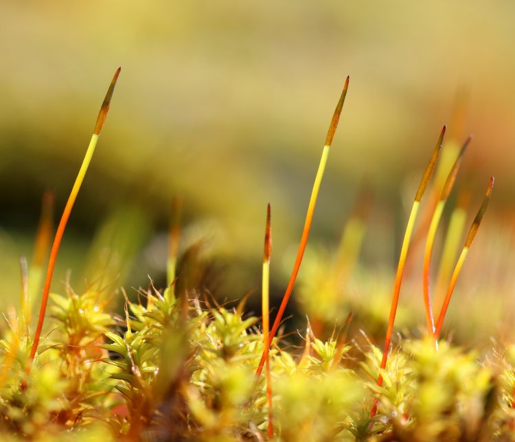 Wallpapers Nature Moss - Lichens Wallpaper N367549