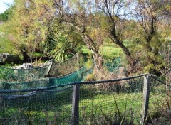  Nature Arbres pris au chalut