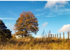  Art - Numrique mmoire d'automne