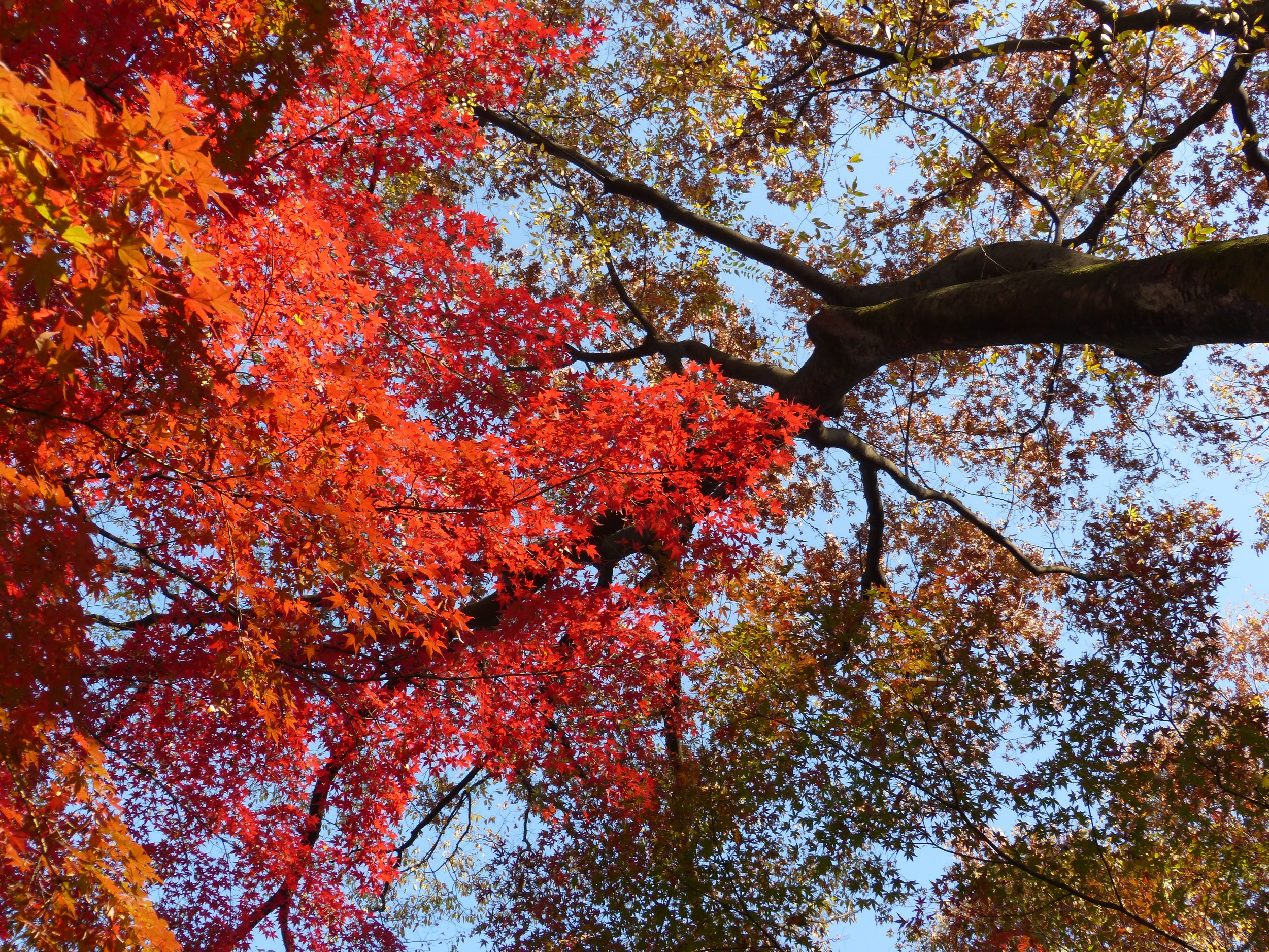 Fonds d'cran Nature Arbres - Forts Printemps Koishikawa Kōraku-en