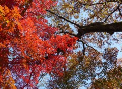  Nature Printemps Koishikawa Kōraku-en