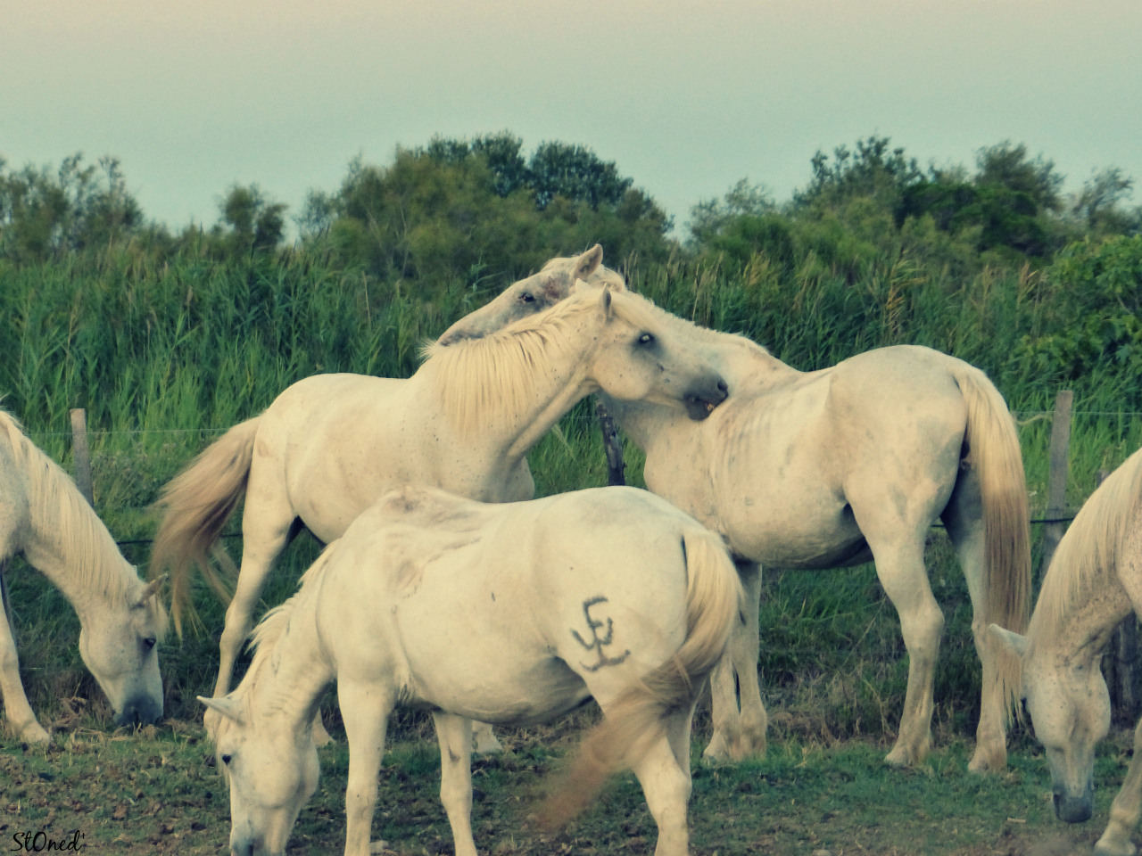 Wallpapers Animals Horses En Camargue....