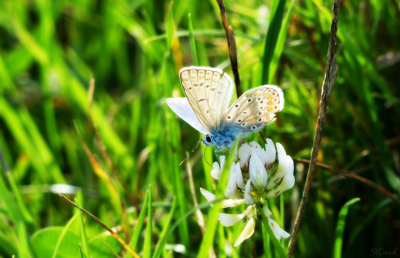 Fonds d'cran Animaux Insectes - Papillons Papallion