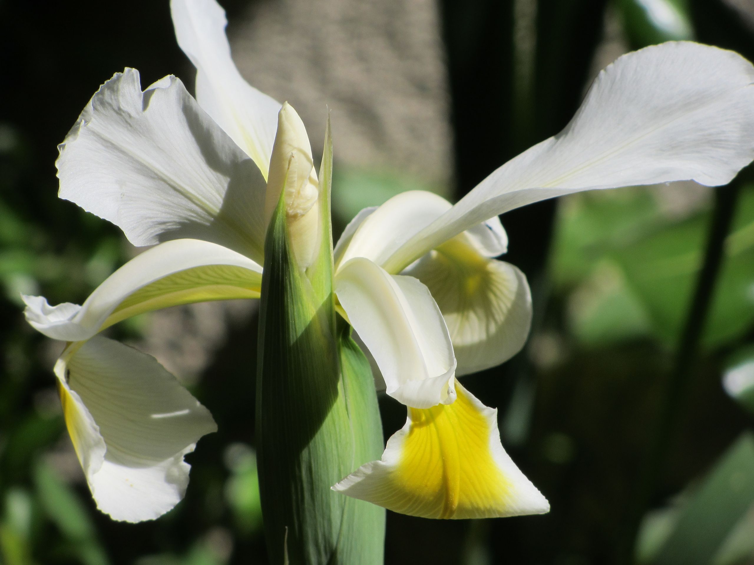 Fonds d'cran Nature Fleurs 