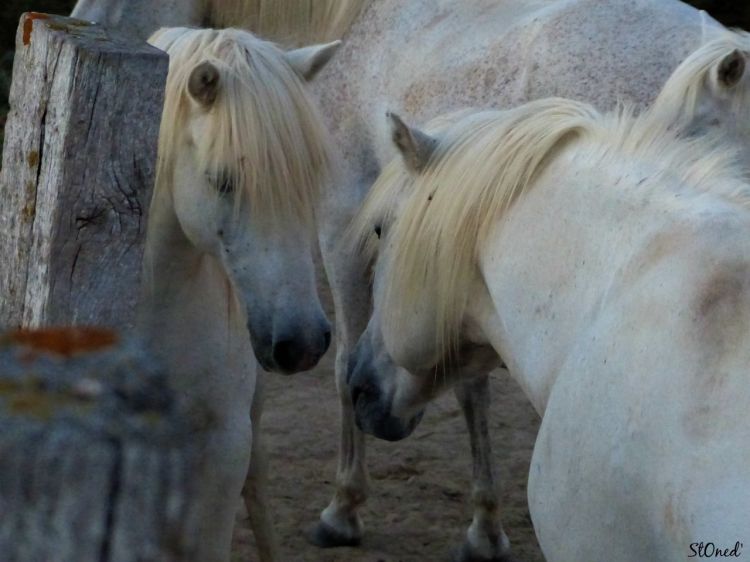 Fonds d'cran Animaux Chevaux En Camargue....