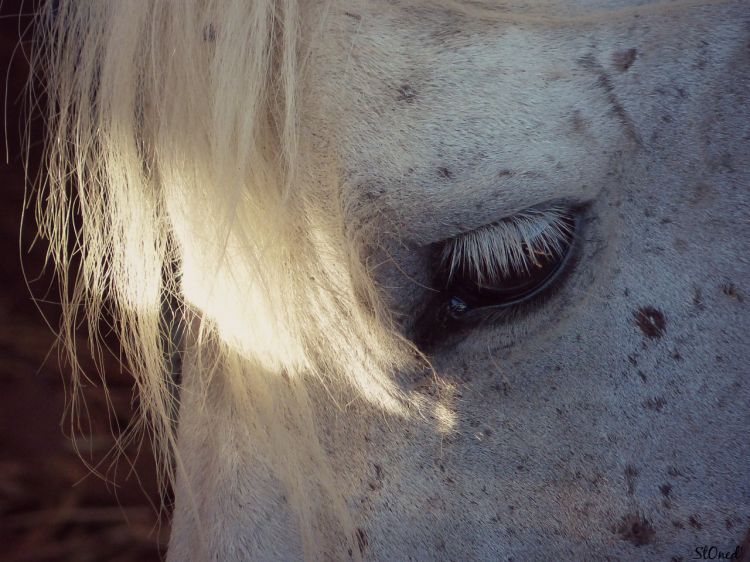 Wallpapers Animals Horses En Camargue....