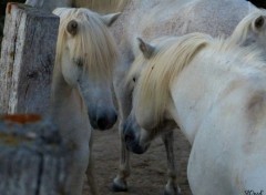  Animals En Camargue....