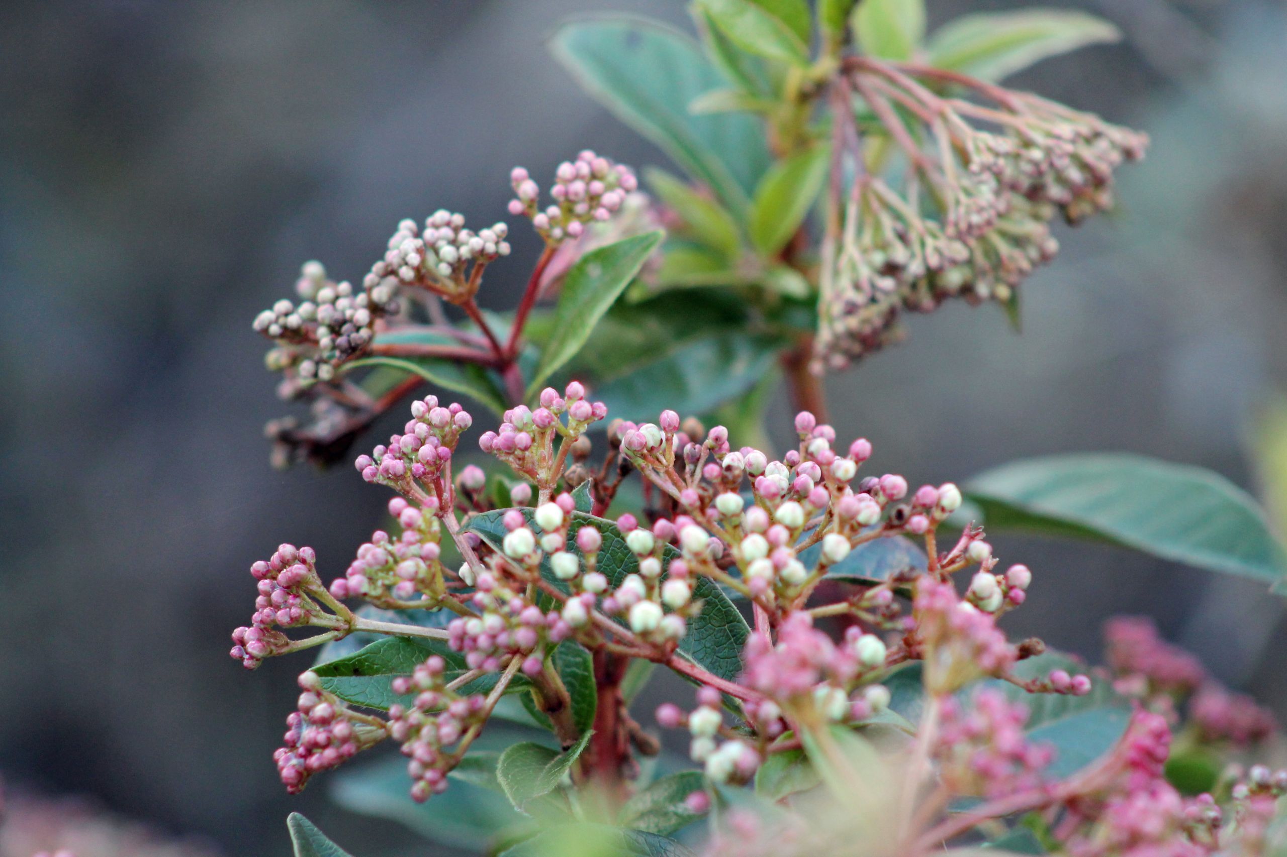 Wallpapers Nature Flowers laurier tin