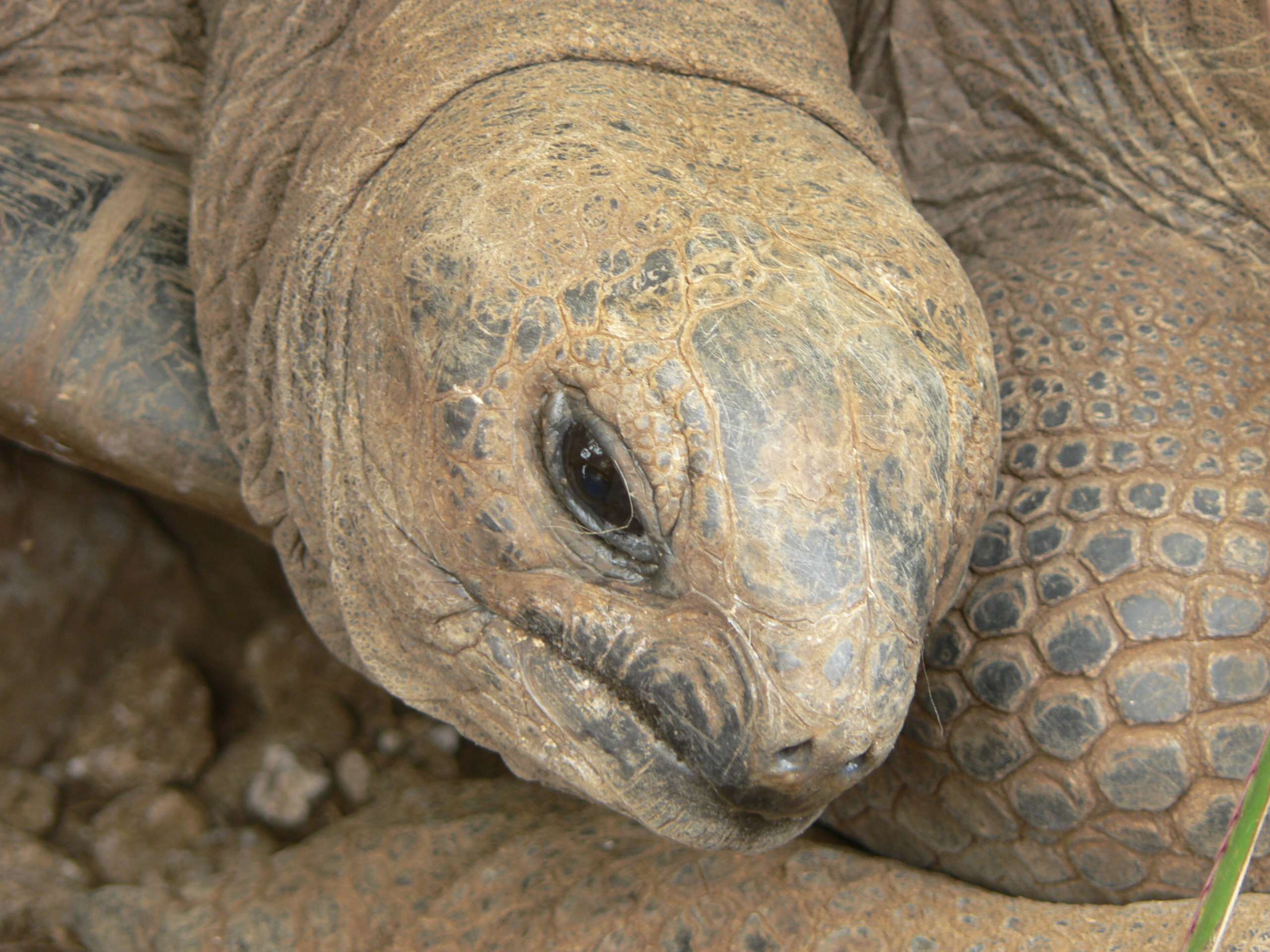 Fonds d'cran Animaux Tortues Tortue