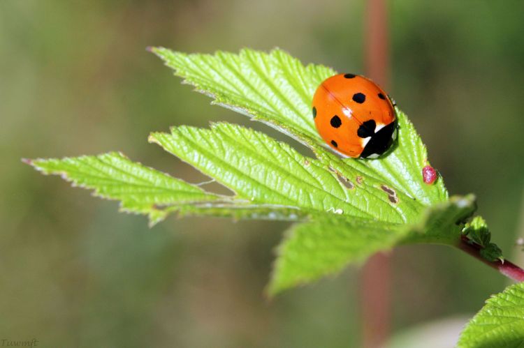 Fonds d'cran Animaux Insectes - Coccinelles cocci