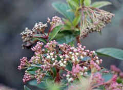  Nature laurier tin