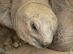  Animaux Tortue