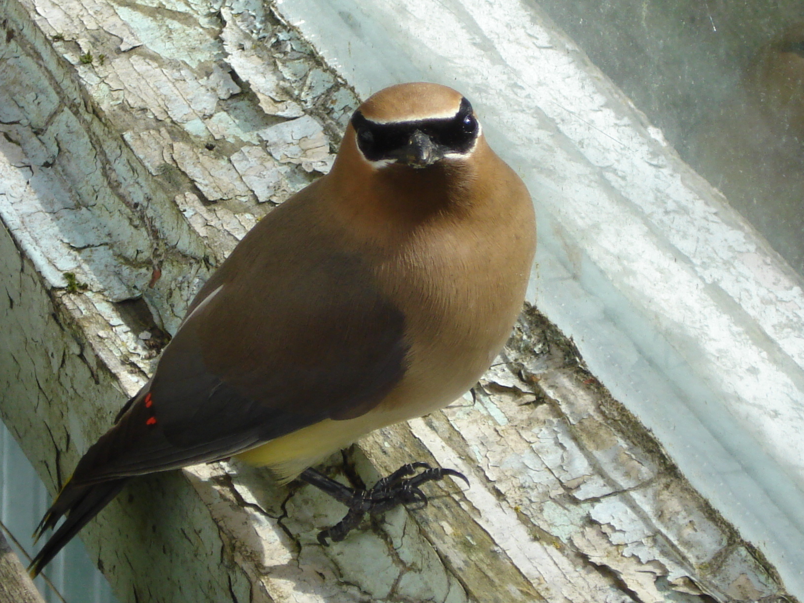 Wallpapers Animals Birds - Waxwings 