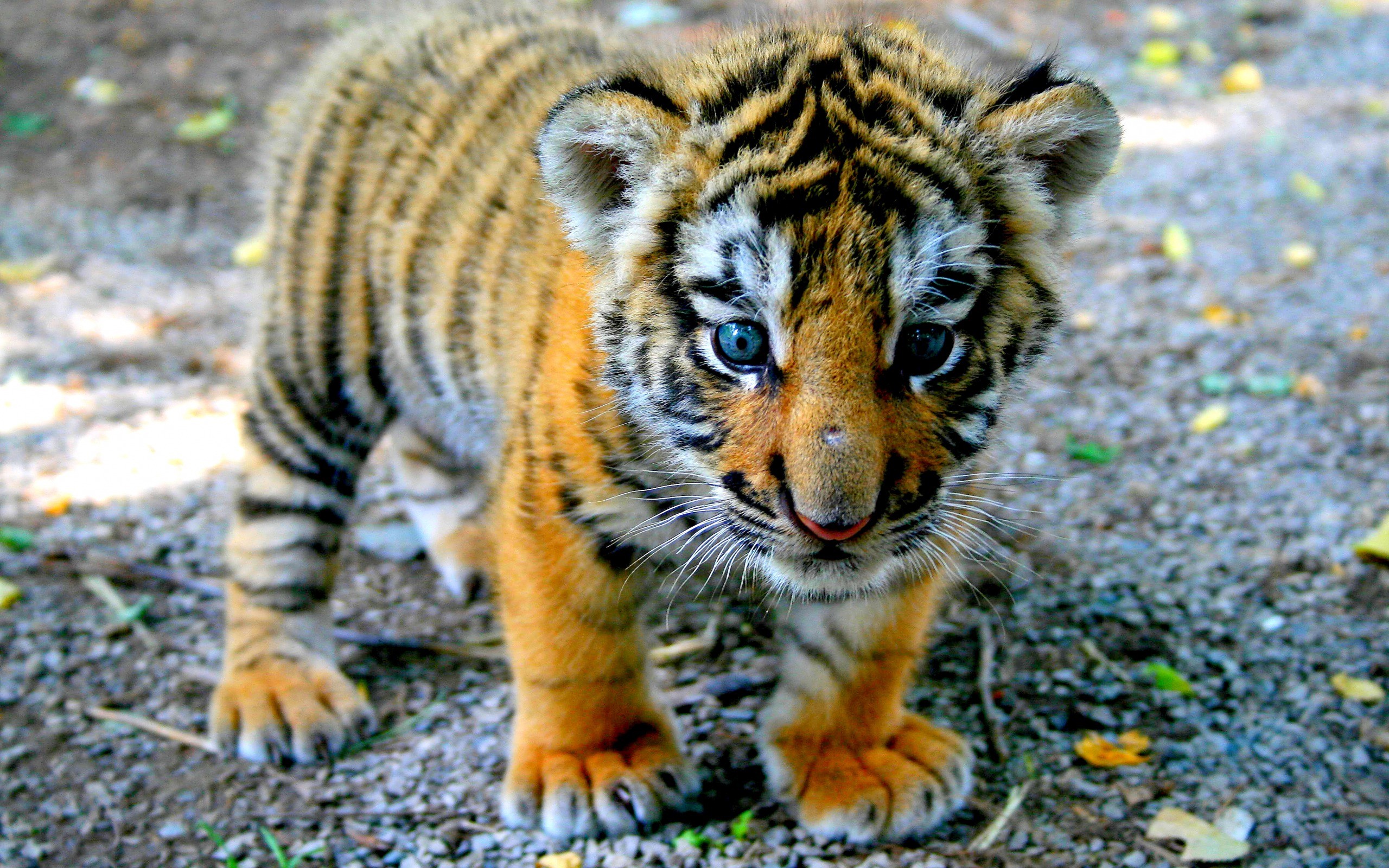 Fonds d'cran Animaux Flins - Tigres 