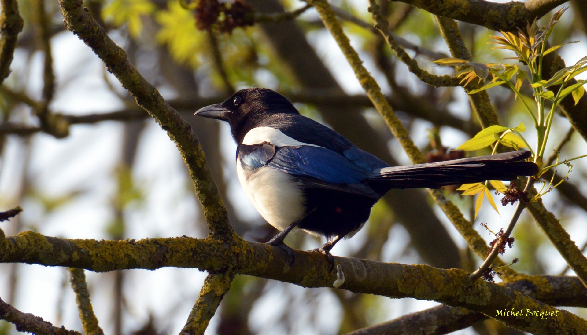 Fonds d'cran Animaux Oiseaux - Divers Une pie