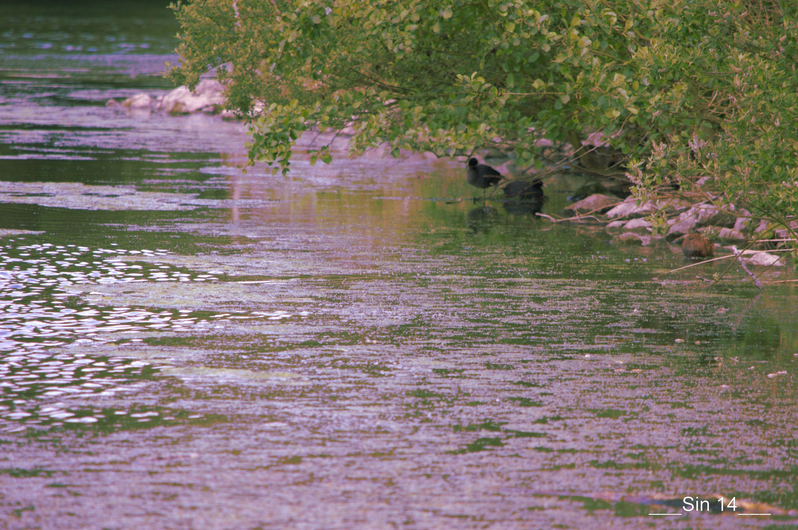 Fonds d'cran Nature Lacs - Etangs 