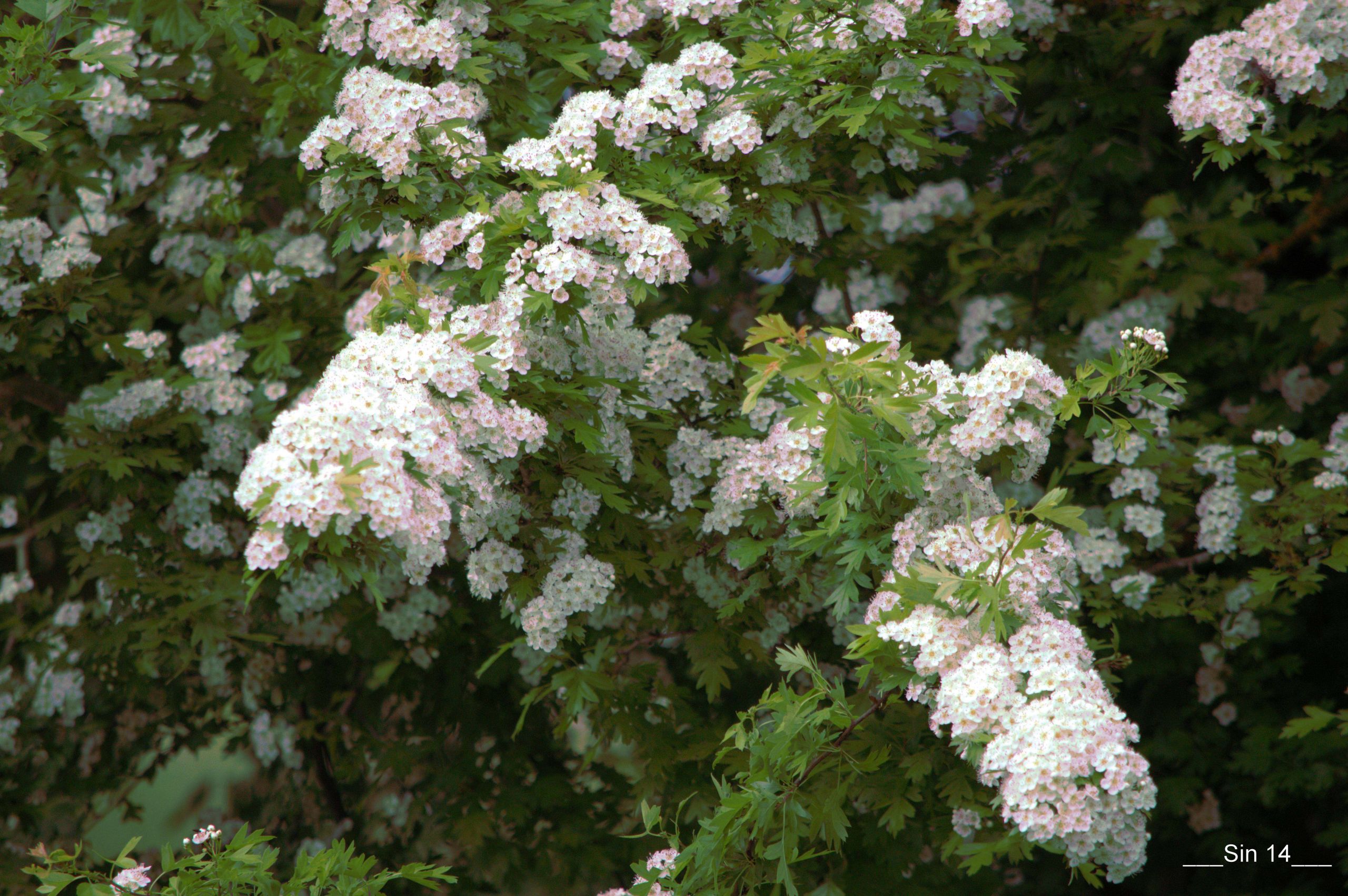 Fonds d'cran Nature Fleurs 