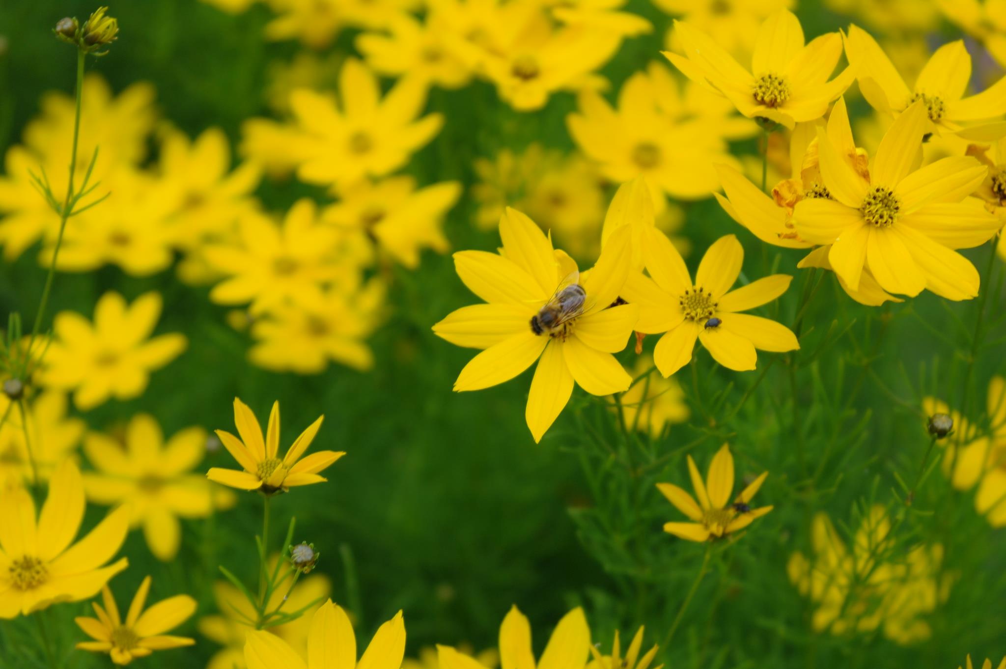 Fonds d'cran Nature Fleurs Flowers and Bee