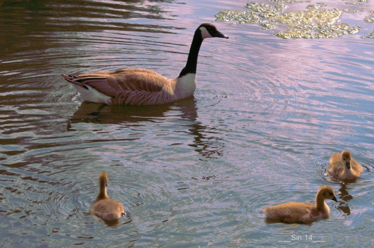 Fonds d'cran Animaux Oiseaux - Oies OIES' EAU