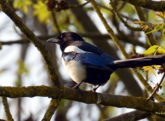  Animaux Une pie