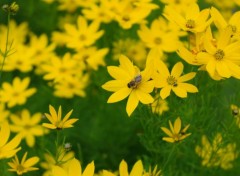  Nature Flowers and Bee