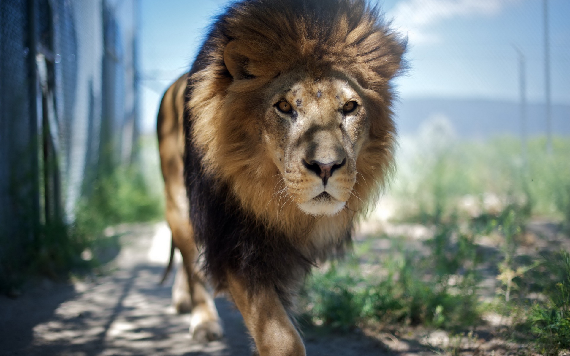 Fonds d'cran Animaux Flins - Lions 