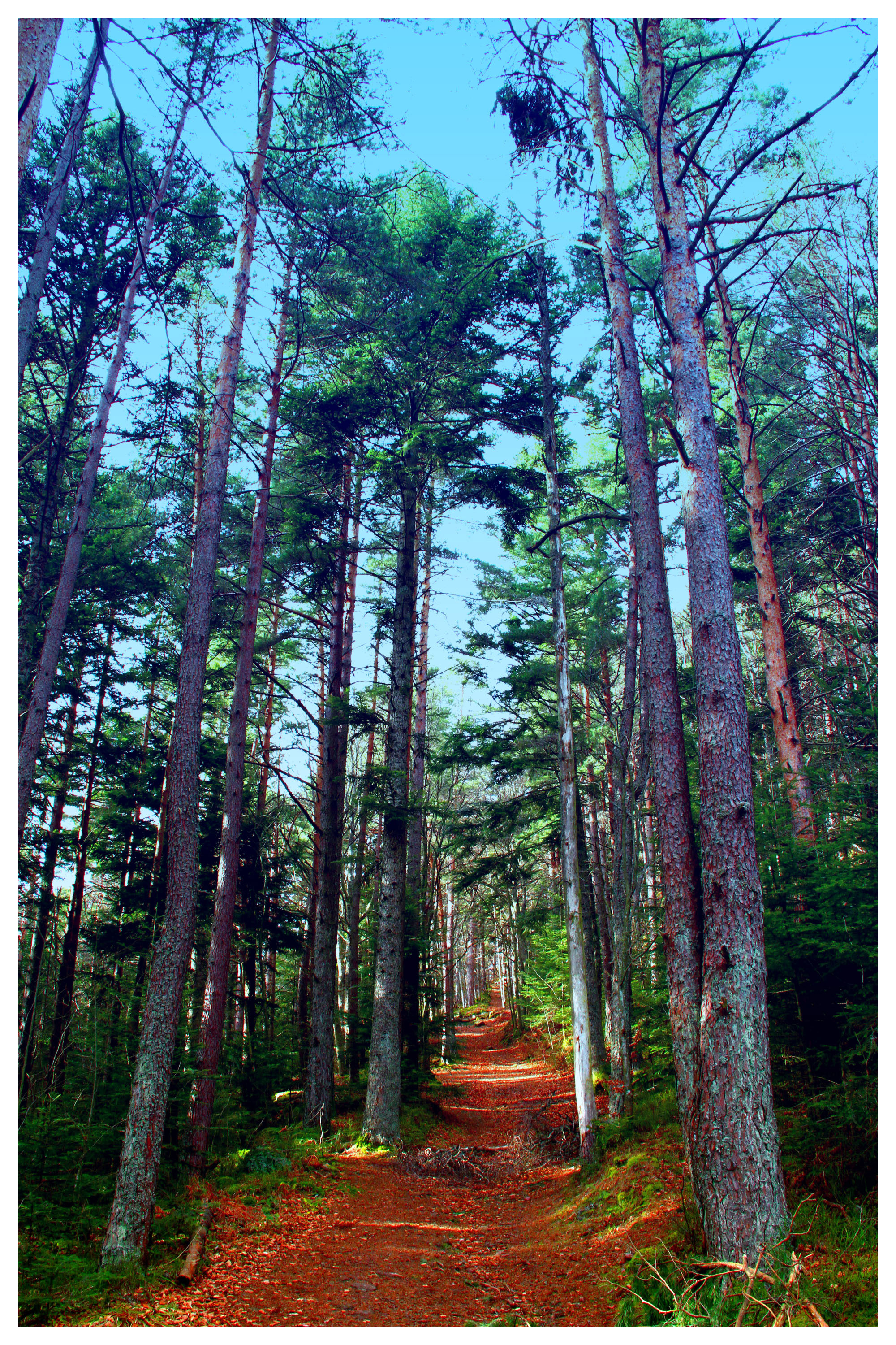 Wallpapers Nature Paths Sentier vers le Château du Hohnach (Alsace)