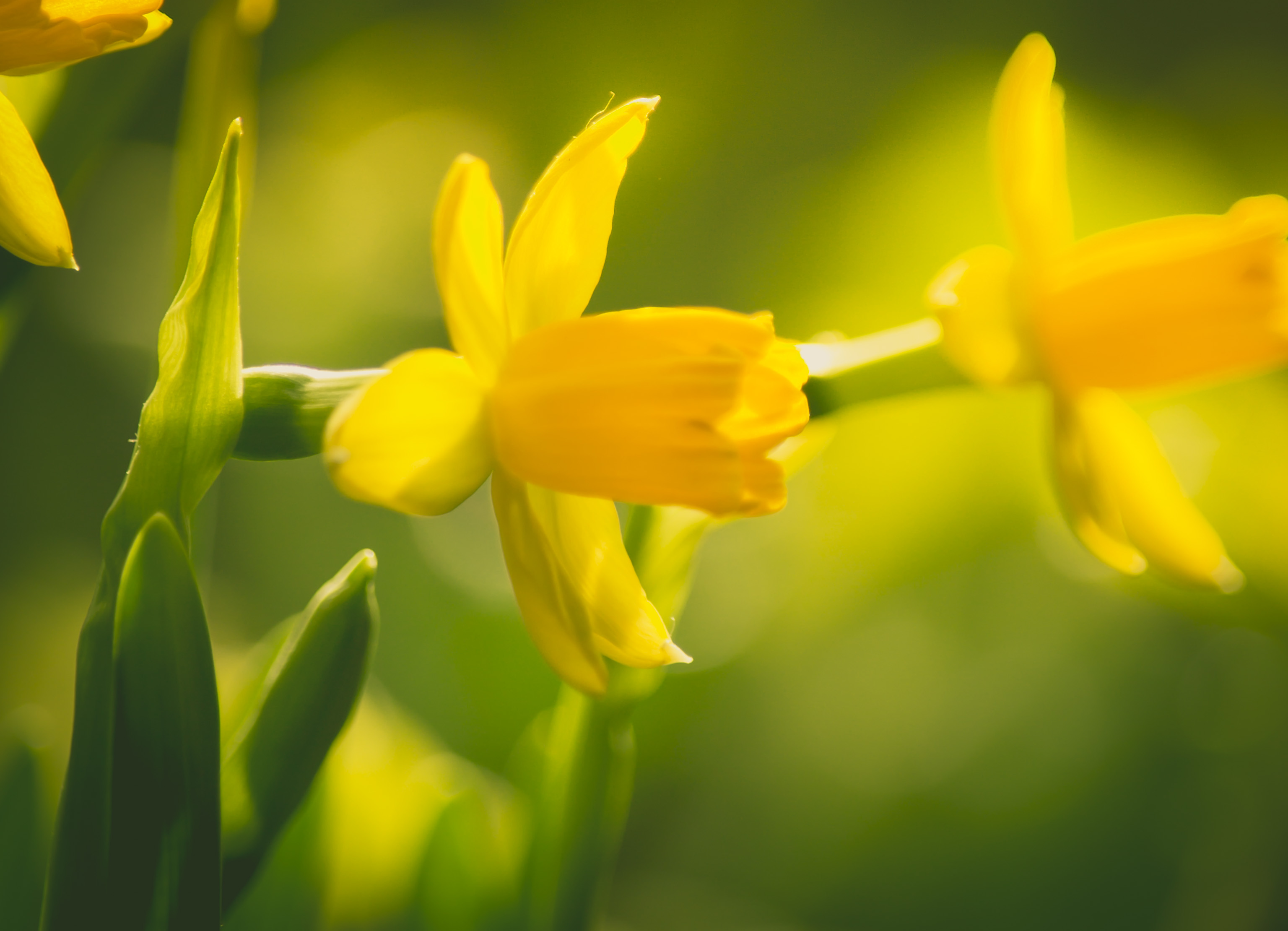 Wallpapers Nature Flowers Fleurs chaude d'hivers