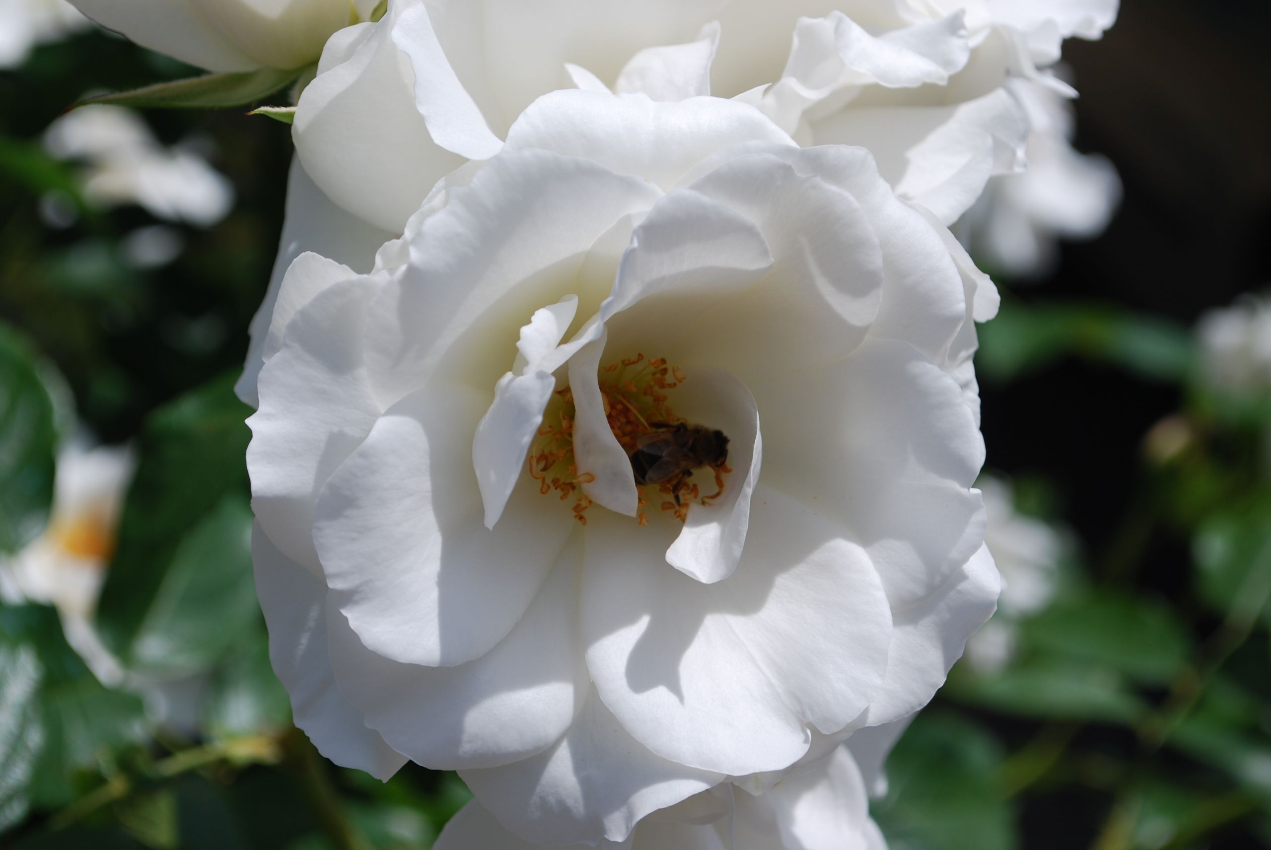 Fonds d'cran Nature Fleurs 